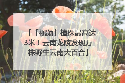 「视频」植株最高达3米！云南龙陵发现万株野生云南大百合