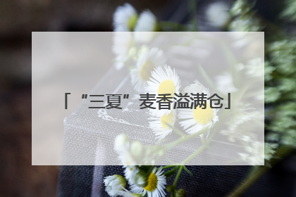 “三夏”麦香溢满仓