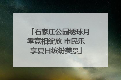 石家庄公园绣球月季竞相绽放 市民乐享夏日缤纷美景