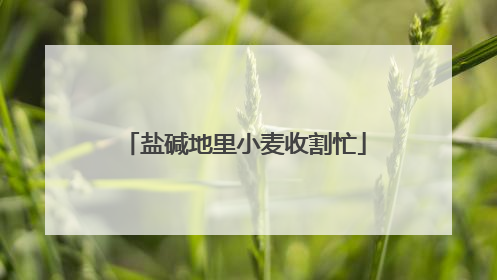 盐碱地里小麦收割忙