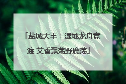 盐城大丰：湿地龙舟竞渡 艾香飘荡野鹿荡