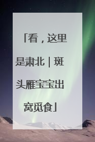 看，这里是肃北｜斑头雁宝宝出窝觅食
