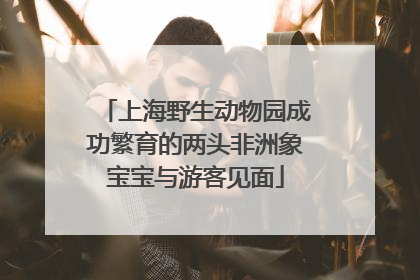 上海野生动物园成功繁育的两头非洲象宝宝与游客见面