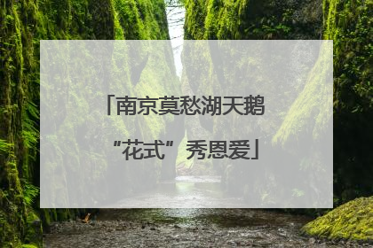 南京莫愁湖天鹅“花式”秀恩爱