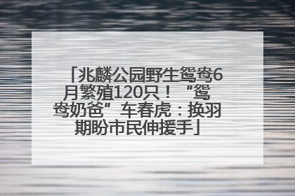 兆麟公园野生鸳鸯6月繁殖120只！“鸳鸯奶爸”车春虎：换羽期盼市民伸援手