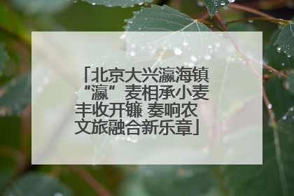 北京大兴瀛海镇“瀛”麦相承小麦丰收开镰 奏响农文旅融合新乐章