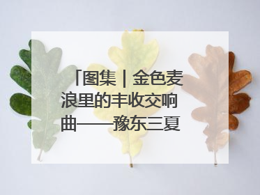图集｜金色麦浪里的丰收交响曲——豫东三夏抢收纪实