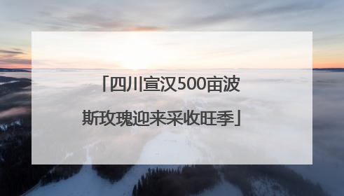 四川宣汉500亩波斯玫瑰迎来采收旺季