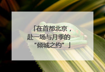在首都北京，赴一场与月季的“倾城之约”