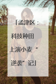 孟津区：科技种田 上演小麦“逆袭”记