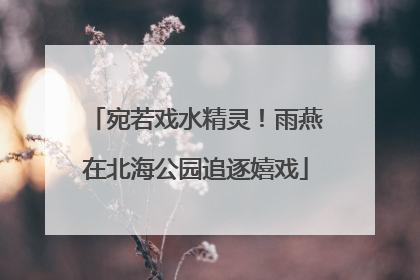 宛若戏水精灵！雨燕在北海公园追逐嬉戏