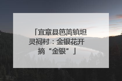 宜章县笆篱镇坦灵祠村：金银花开摘“金银”