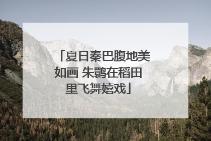 夏日秦巴腹地美如画 朱鹮在稻田里飞舞嬉戏