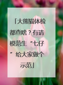 大熊猫体检都查啥？有请模范生“七仔”给大家做个示范
