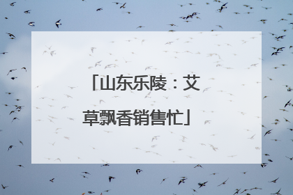 山东乐陵：艾草飘香销售忙
