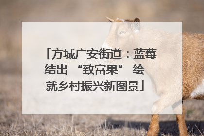 方城广安街道：蓝莓结出 “致富果” 绘就乡村振兴新图景