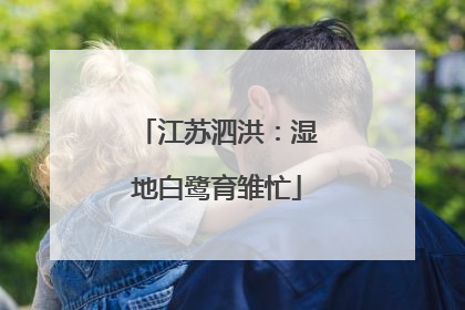 江苏泗洪：湿地白鹭育雏忙