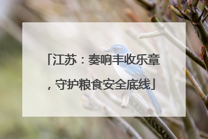 江苏：奏响丰收乐章，守护粮食安全底线