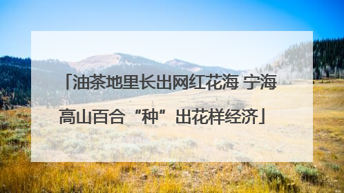 油茶地里长出网红花海 宁海高山百合“种”出花样经济