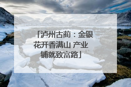 泸州古蔺：金银花开香满山 产业铺就致富路