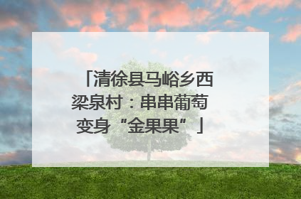 清徐县马峪乡西梁泉村：串串葡萄变身“金果果”