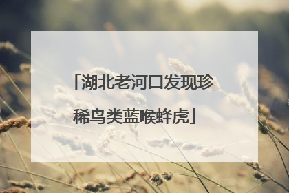 湖北老河口发现珍稀鸟类蓝喉蜂虎