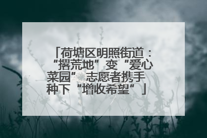 荷塘区明照街道：“撂荒地”变“爱心菜园” 志愿者携手种下“增收希望”