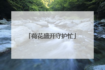荷花盛开守护忙