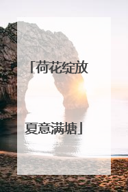 荷花绽放 夏意满塘