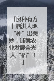 良种有方丨泗洪大地“种”出美妙，铺就农业发展金光大“稻”！