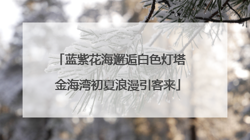 蓝紫花海邂逅白色灯塔 金海湾初夏浪漫引客来