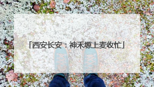 西安长安：神禾塬上麦收忙