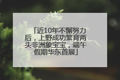 近10年不懈努力后，上野成功繁育两头非洲象宝宝，端午假期华东首展