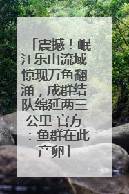 震撼！岷江乐山流域惊现万鱼翻涌，成群结队绵延两三公里 官方：鱼群在此产卵