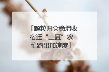 颗粒归仓稳增收 宿迁“三夏”农忙跑出加速度