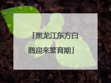 黑龙江东方白鹳迎来繁育期