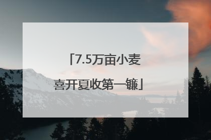 7.5万亩小麦喜开夏收第一镰