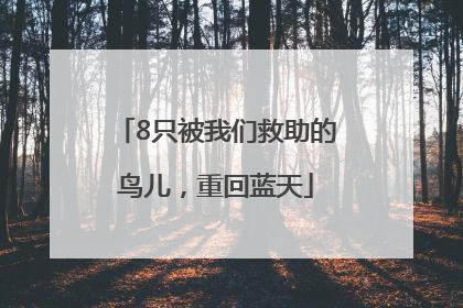 8只被我们救助的鸟儿，重回蓝天